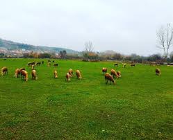 Yenice Davutköy  Köyü Resimleri 8