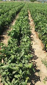 Yenice Hamdibey  Köyü Resimleri 9