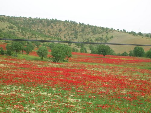 Eşme Gökçukur Köyü Resimleri 8