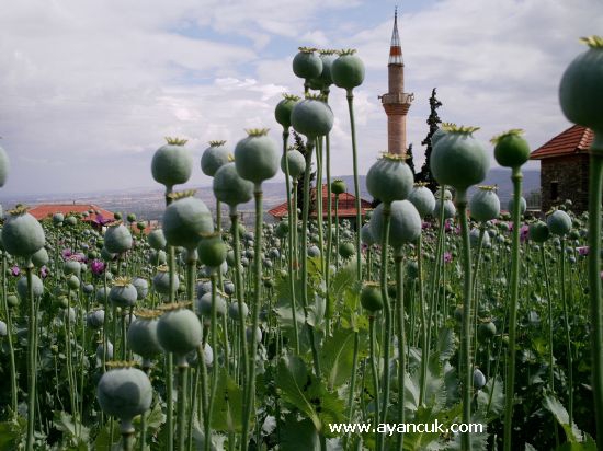 Eşme Güneyköy Köyü Resimleri 5