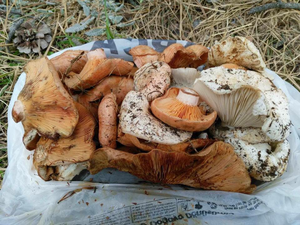 Mantar Zamanı 2017 34
