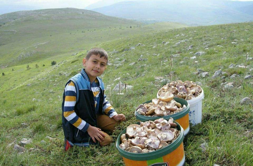 Mantar Zamanı 2017 35