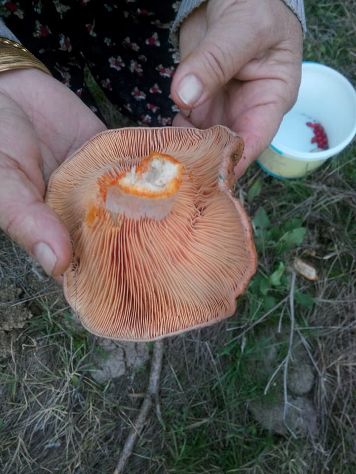 Mantar Zamanı 2017 4