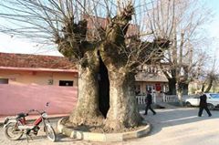 Yenice Koruköy  Köyü Resimleri 4