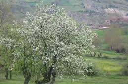 Yenice Öğmen Köyü Resimleri 9