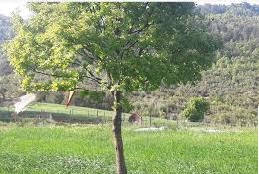 Yenice Reşadiye  Köyü Resimleri 7