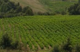 Yenice Sameteli  Köyü Resimleri 10