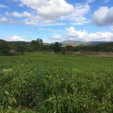 Yenice Tabanköy  Köyü Resimleri 3