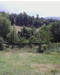 Yenice Üçkabaağaç  Köyü Resimleri 7