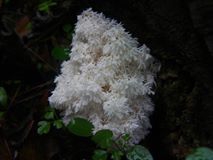 Yenice Yalıoba  Köyü Resimleri 5