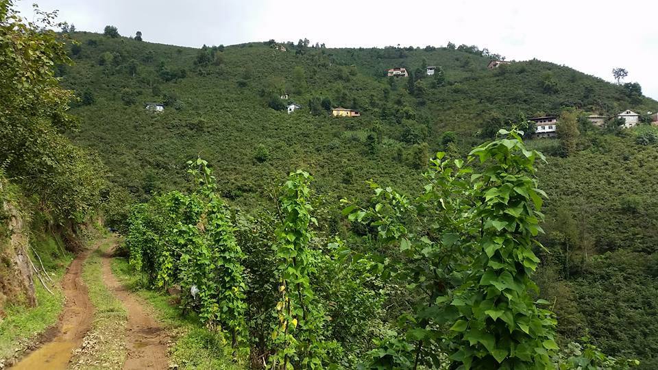 Arsin Yeşilköy Resimleri 6