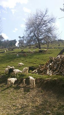 Araç Alınören Köyü Resimleri 3