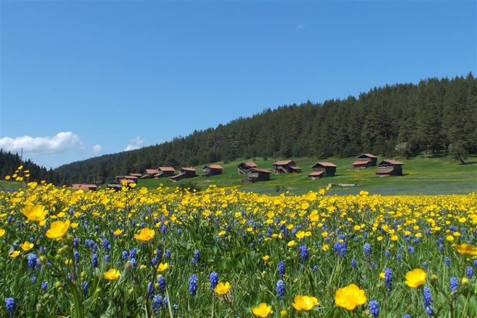 Araç Avlacık Köyü Resimleri 6