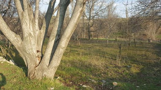 Araç Cevizlik Köyü Resimleri 10