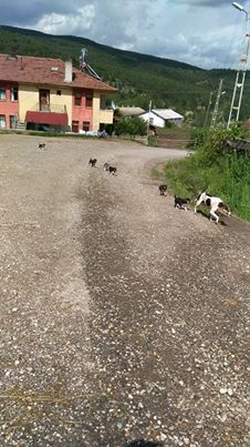 Araç Cevizlik Köyü Resimleri 9