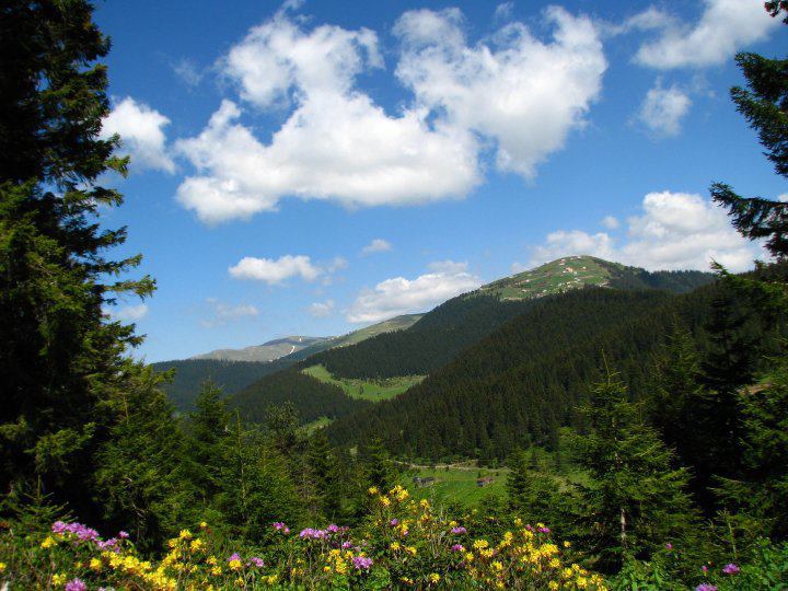 Beşikdüzü Ağaçlı Köyü Resimleri 10