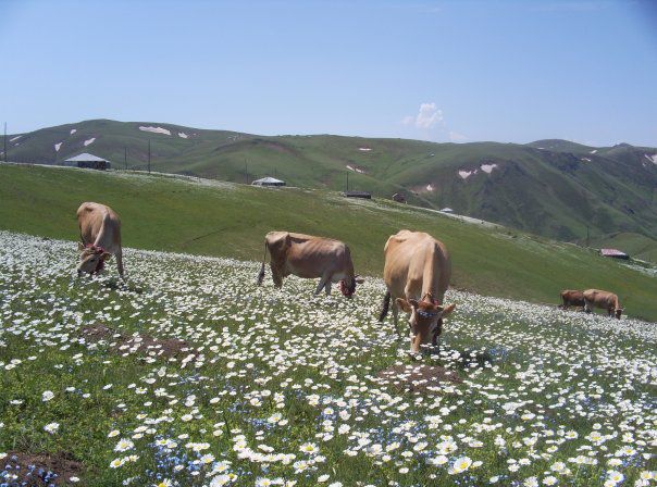 Beşikdüzü Ağaçlı Köyü Resimleri 11
