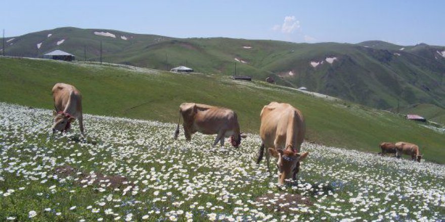 Beşikdüzü Ağaçlı Köyü Resimleri