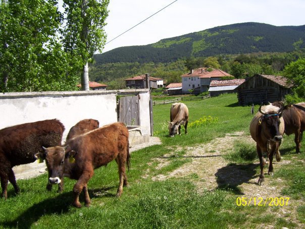 Araç Ekinözü Köyü Resimleri 6