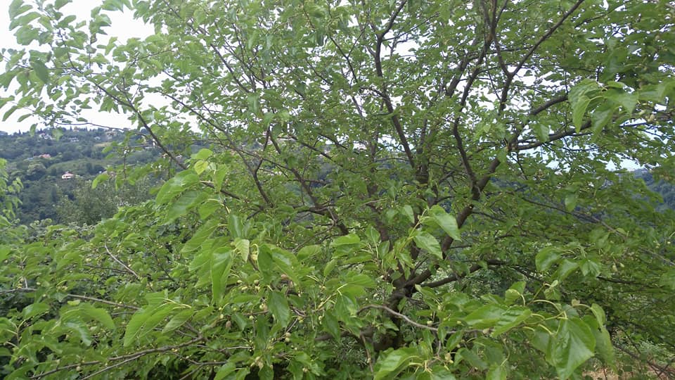 Beşikdüzü Aksaklı Köyü Resımleri 6