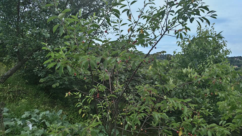 Beşikdüzü Aksaklı Köyü Resımleri 7