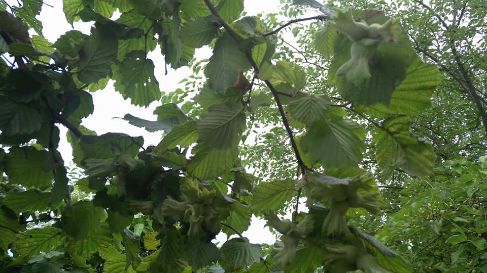 Beşikdüzü Aksaklı Köyü Resımleri 9