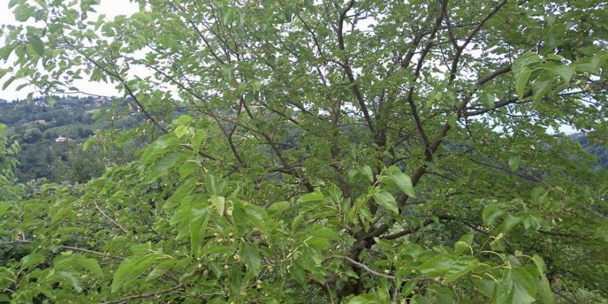 Beşikdüzü Aksaklı Köyü Resımleri