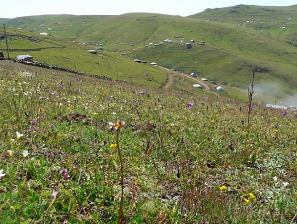 Beşikdüzü Ardıçatak Köyü Resimleri 37
