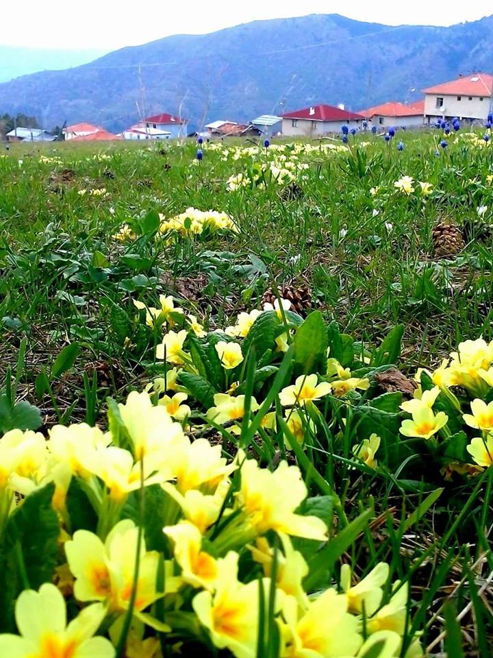 Araç Köklüdere Köyü Resimleri 10