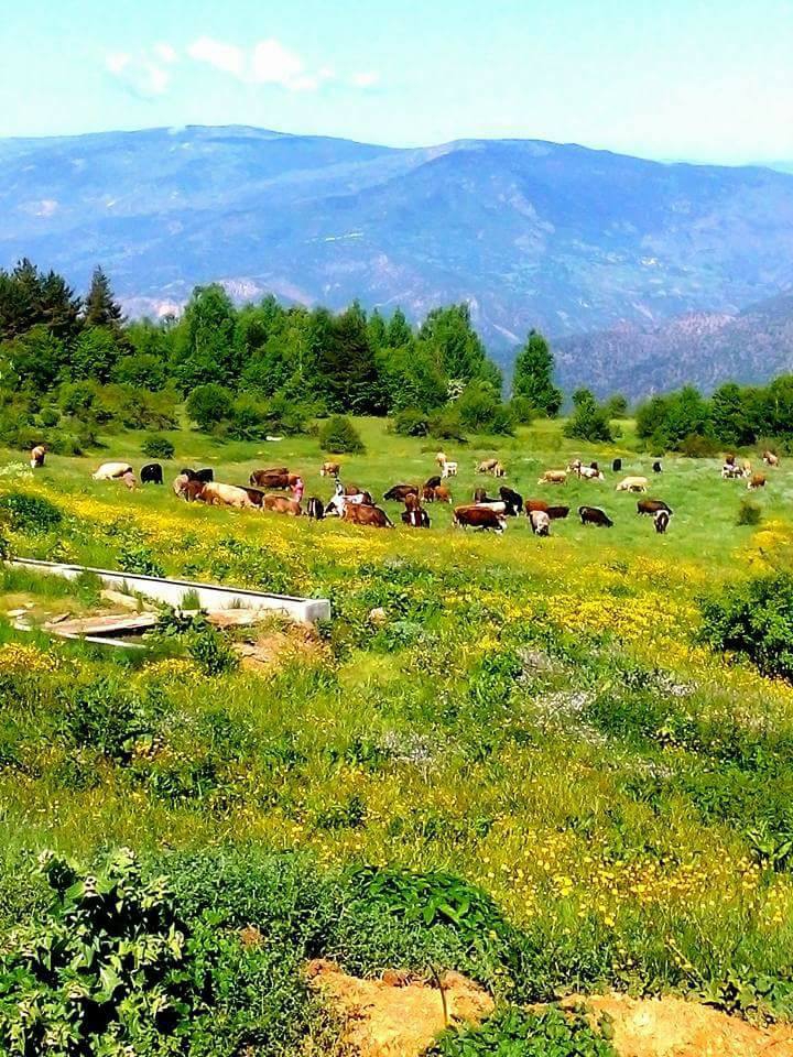 Araç Köklüdere Köyü Resimleri 5