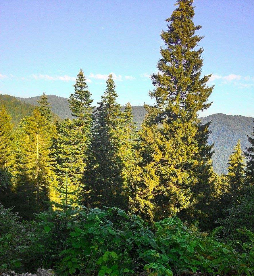 Beşikdüzü Bayırköy Resimleri 13