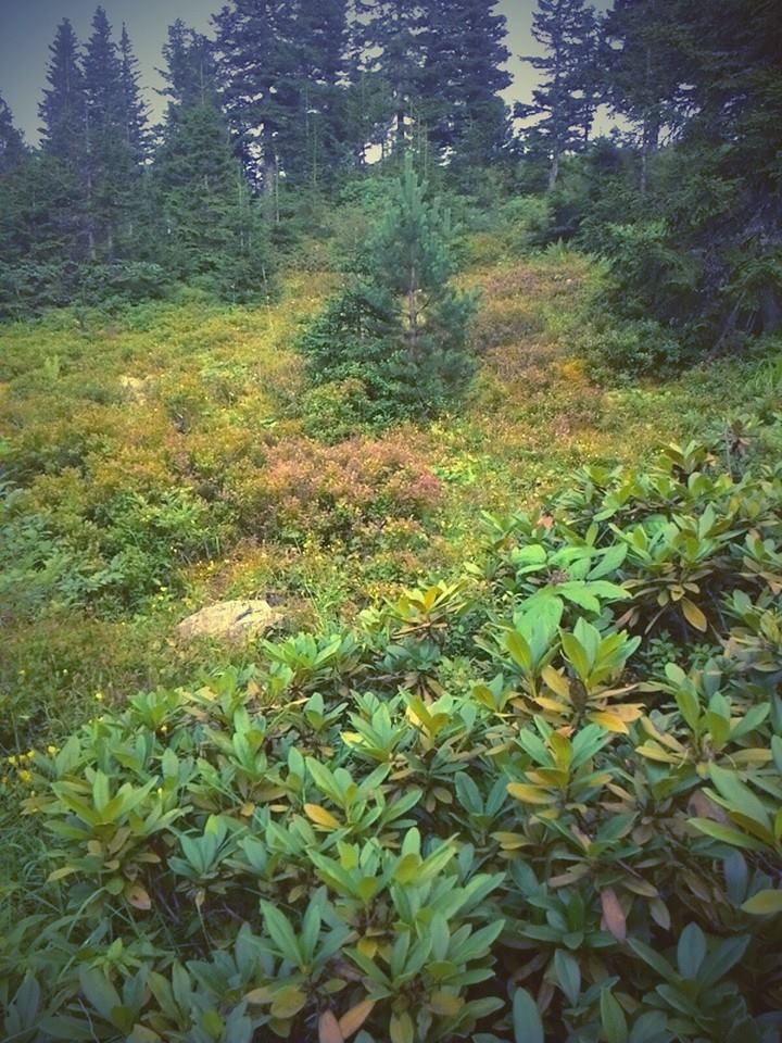 Beşikdüzü Bayırköy Resimleri 22
