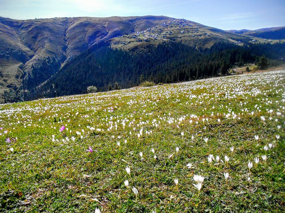 Beşikdüzü Bayırköy Resimleri 26