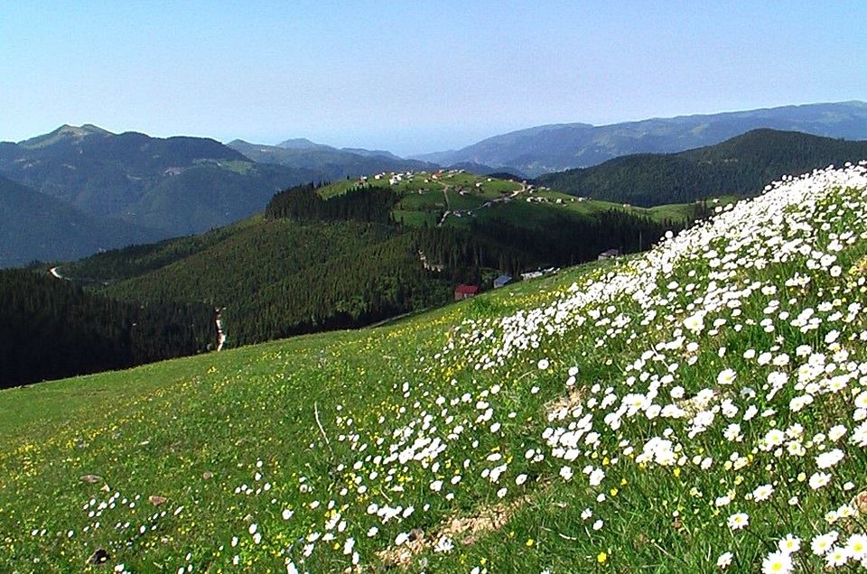Beşikdüzü Bayırköy Resimleri 4