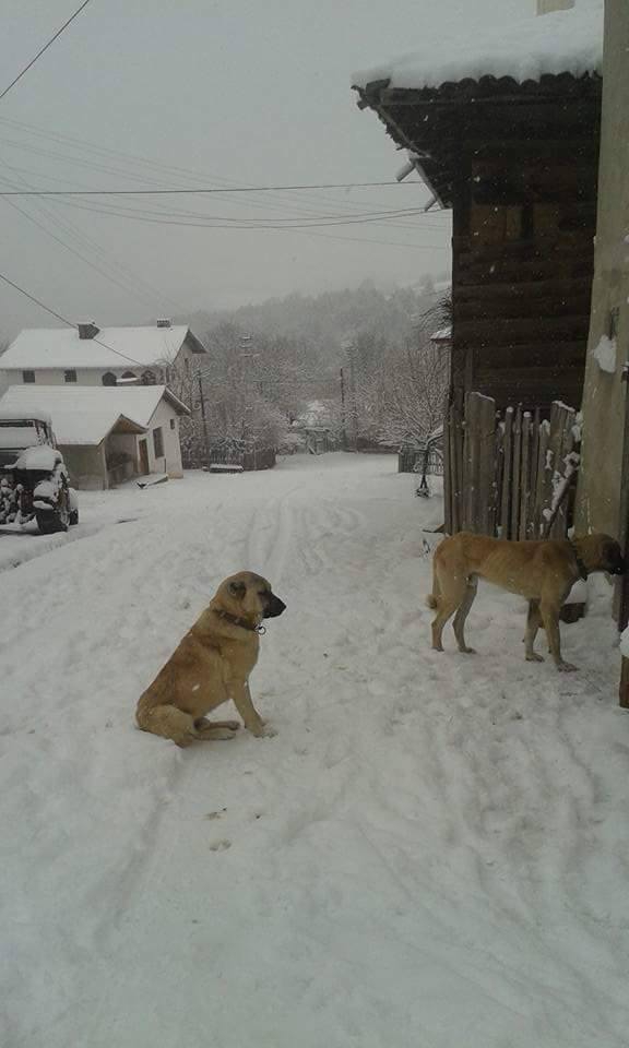 Araç Köseköy Köyü Resimleri 3