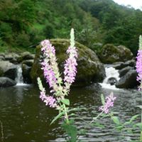 Görele Çatakkırı Köyü Resimleri 7