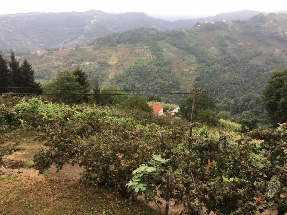 Beşikdüzü Bozlu Köyü Resimleri 2