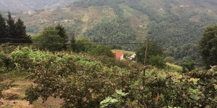 Beşikdüzü Bozlu Köyü Resimleri