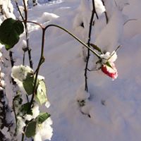 Görele Gürpınar Köyü Resimleri 4