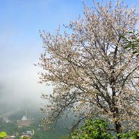 Görele Gültepe Köyü Resimleri 14