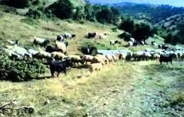 Bahşili Küreboğazı Köyü Resimleri 6