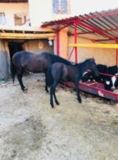 Balışeyh Battalobası Köyü Resimleri 4