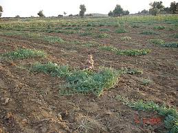 Eşme İsalar Köyü Resimleri 7