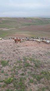 Balışeyh Bıyıkaydın Köyü Resimleri 6