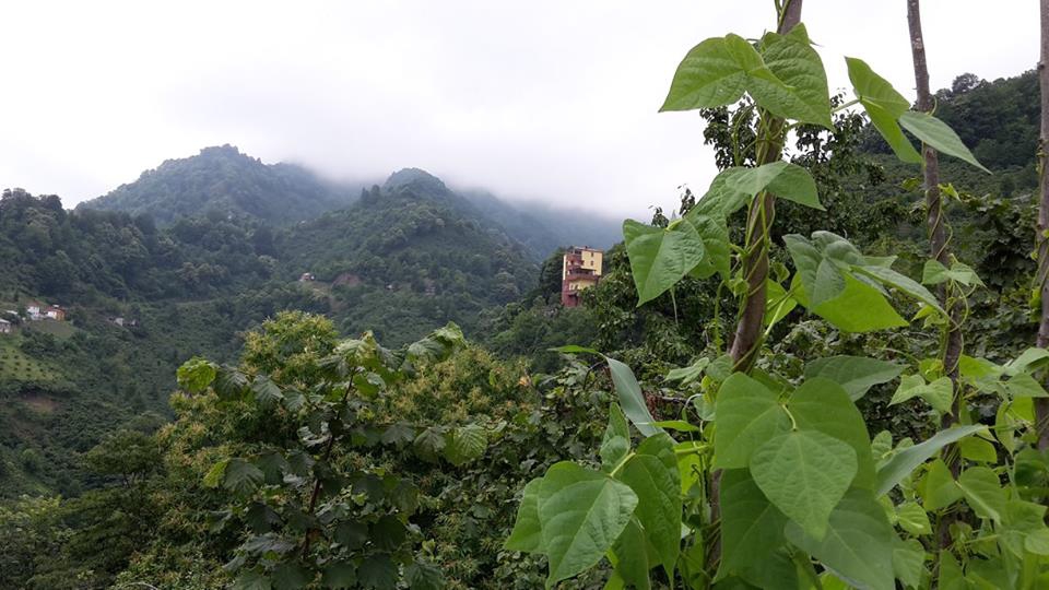 Beşikdüzü Dolanlı Köyü Resimleri 21