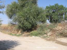 Balışeyh Karalı Köyü Resimleri 3