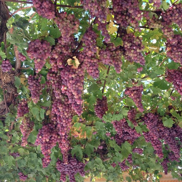 Eşme Kazaklar Köyü Resimleri 11