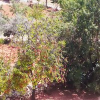 Eşme Kazaklar Köyü Resimleri 5