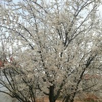 Eşme Kazaklar Köyü Resimleri 6