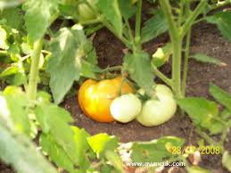 Balışeyh Kılevi Köyü Resimleri 6